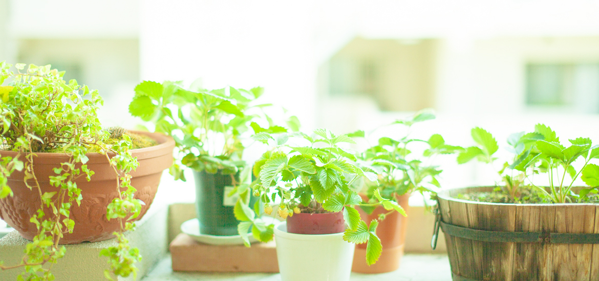 熊本市北区植木町植木　植木駅近く　眼科